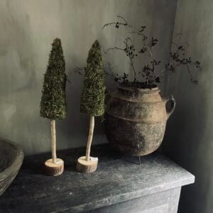 Mos boom op stam 🖤